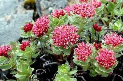 Rhodiola rose pour préparer le soulèvement de la puissance de la teinture